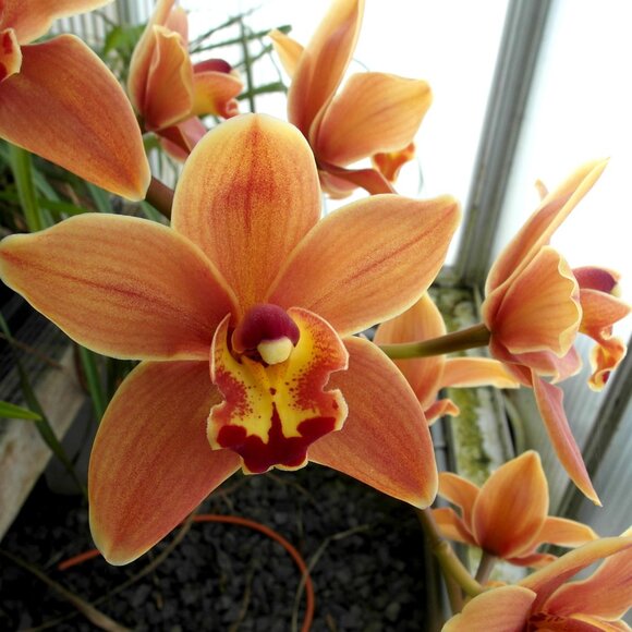 Samsung EX1/TL500 Digital Camera 10MP Digicam F1.8-2.4 Lens, Tilt Screen 3x Zoom - Picture 6 of 12